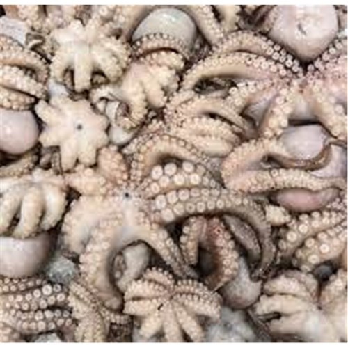 Baby Octopus 5/15 1kg