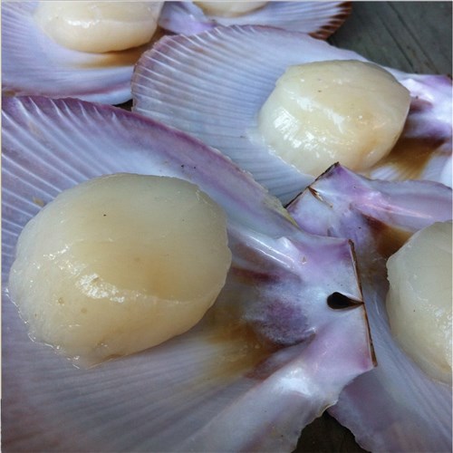Scallops 1/2 Shell Roe Off Medium (5doz)